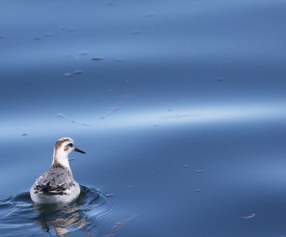 Red-necked Phalarope